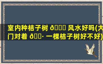 室内种桔子树 🐟 风水好吗(大门对着 🕷 一棵桔子树好不好)